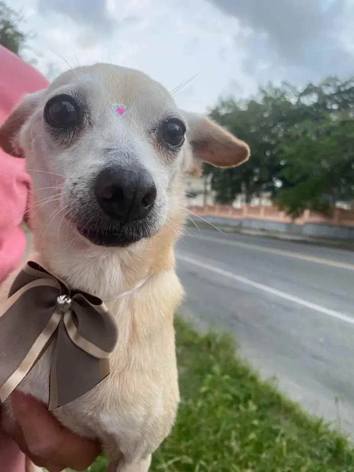 Cachorro ra a SRD idade 6 ou mais anos nome Celeste