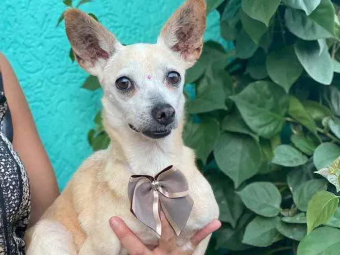 Cachorro ra a SRD idade 6 ou mais anos nome Celeste