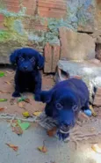 Apolo e Zeus
