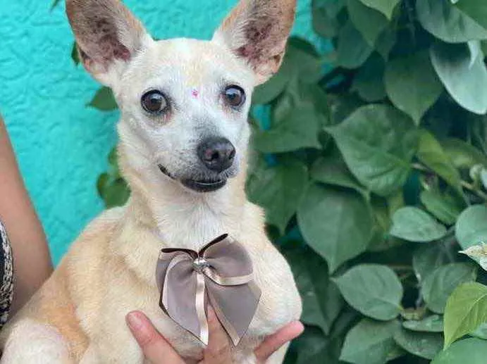 Cachorro ra a SRD idade 6 ou mais anos nome Celeste