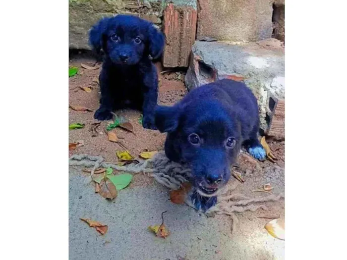 Cachorro ra a * idade  nome Apolo e Zeus 