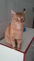 Gato raça SRD idade 7 a 11 meses nome Nino