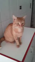 Gato raça SRD idade 7 a 11 meses nome Nino