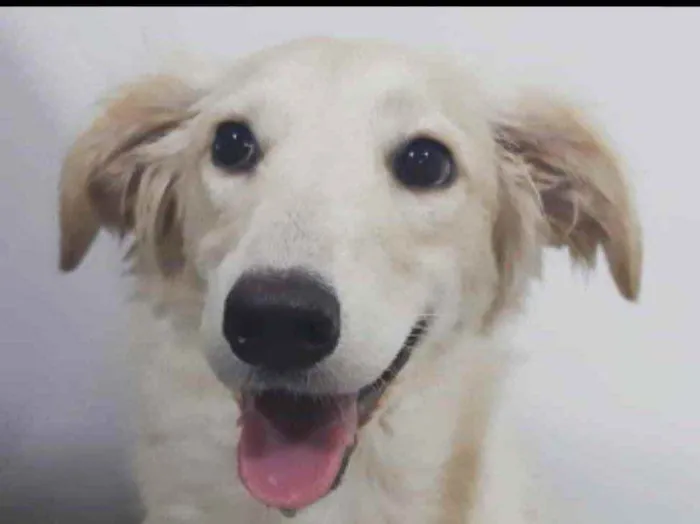 Cachorro raça Mix de Golden idade 1 ano nome Sol