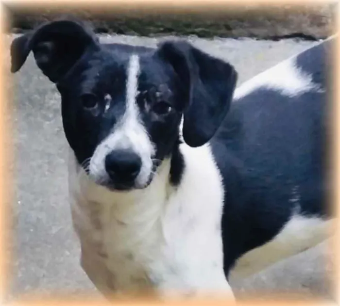 Cachorro raça SRD  idade 7 a 11 meses nome Léo