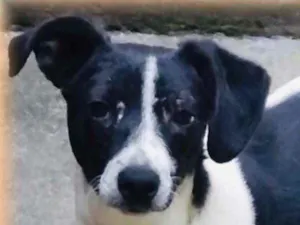 Cachorro raça SRD  idade 7 a 11 meses nome Léo