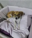 Cachorro raça SRD idade 2 a 6 meses nome Baby