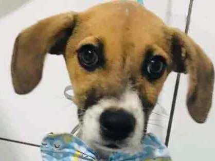 Cachorro raça SRD idade 2 a 6 meses nome Baby