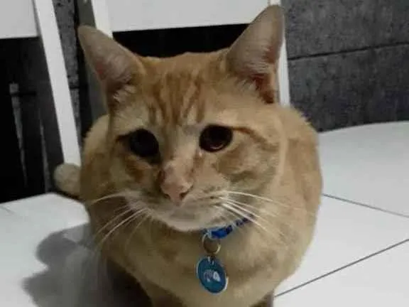 Gato raça SRD idade 7 a 11 meses nome Nino