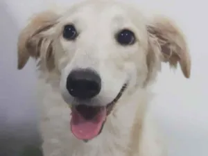 Cachorro raça Mix de Golden idade 1 ano nome Sol