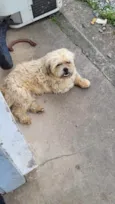 Cachorro raça Shitzu  idade 5 anos nome Lord