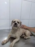 Cachorro raça Shitzu  idade 5 anos nome Lord