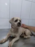 Cachorro raça Shitzu  idade 5 anos nome Lord