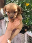 Cachorro raça SRD  idade Abaixo de 2 meses nome Sem Nome