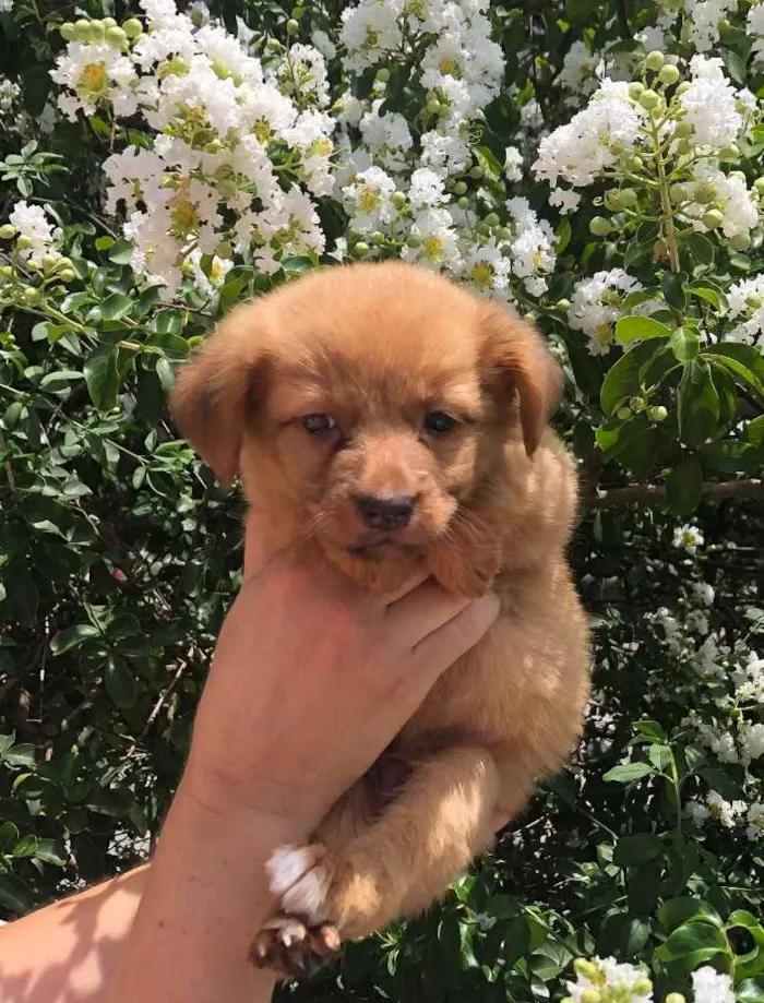 Cachorro raça SRD  idade Abaixo de 2 meses nome Sem Nome