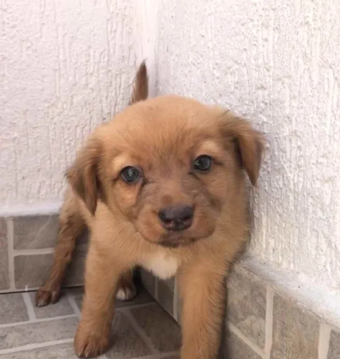 Cachorro raça SRD  idade Abaixo de 2 meses nome Sem Nome