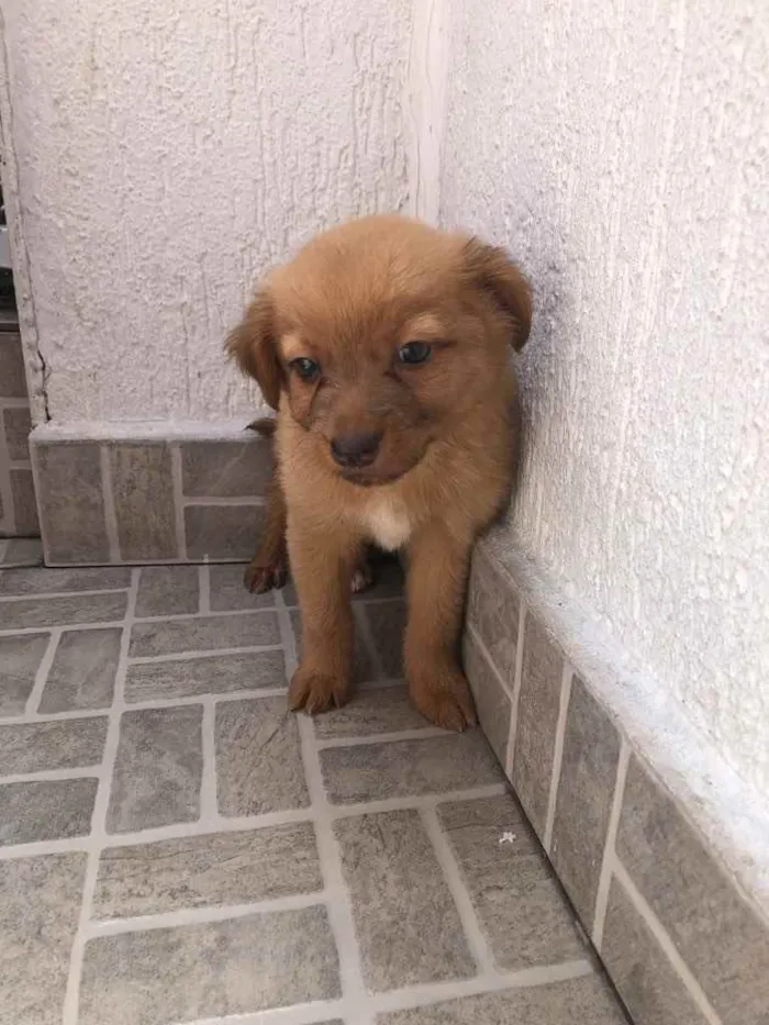 Cachorro raça SRD  idade Abaixo de 2 meses nome Sem Nome