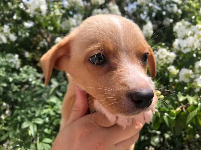 Cachorro raça SRD idade Abaixo de 2 meses nome Sem nome