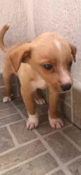 Cachorro raça SRD idade Abaixo de 2 meses nome Sem nome
