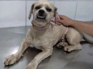 Cachorro raça Shitzu  idade 5 anos nome Lord