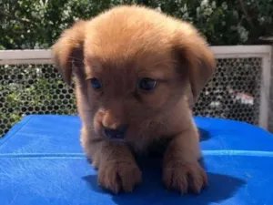 Cachorro raça SRD  idade Abaixo de 2 meses nome Sem Nome