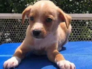 Cachorro raça SRD idade Abaixo de 2 meses nome Sem nome