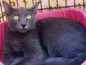 Gato raça Srd  idade 1 ano nome Charlotte