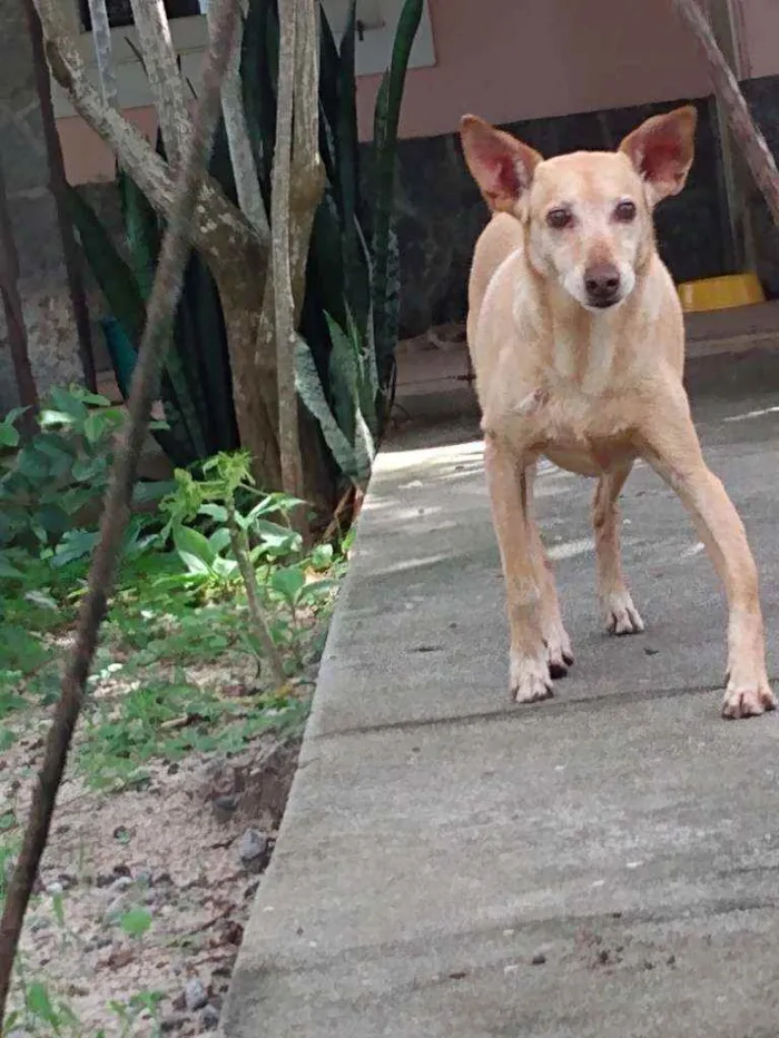 Cachorro ra a Mestiços idade 1 ano nome Bugu e Clarice
