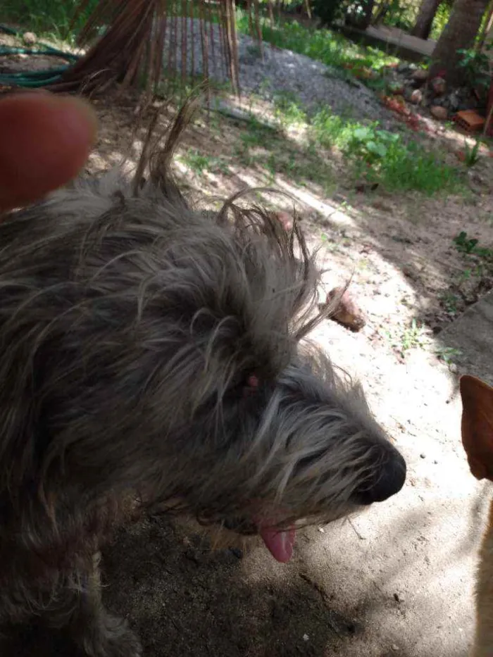 Cachorro ra a Mestiços idade 1 ano nome Bugu e Clarice
