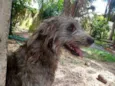 Bugu e Clarice