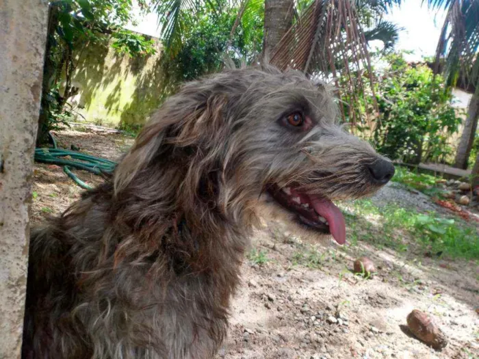 Cachorro ra a Mestiços idade 1 ano nome Bugu e Clarice