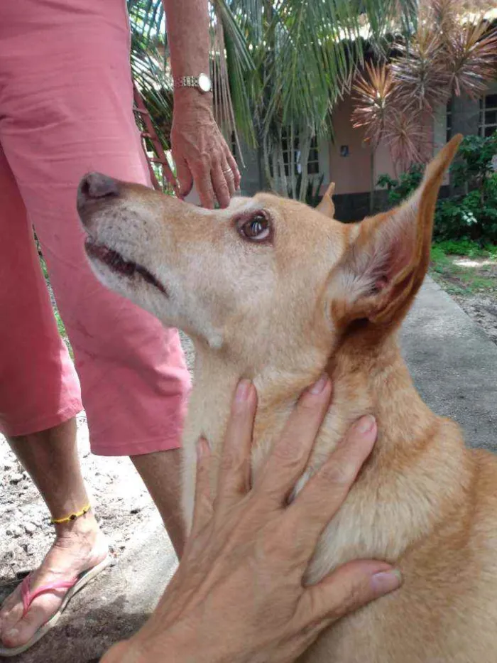 Cachorro ra a Mestiços idade 1 ano nome Bugu e Clarice