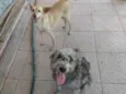 Bugu e Clarice