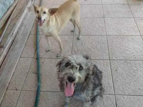 Cachorro ra a Mestiços idade 1 ano nome Bugu e Clarice