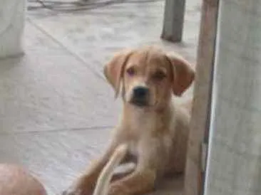 Cachorro raça não sei idade 2 a 6 meses nome bob