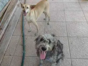Cachorro raça Mestiços idade 1 ano nome Bugu e Clarice