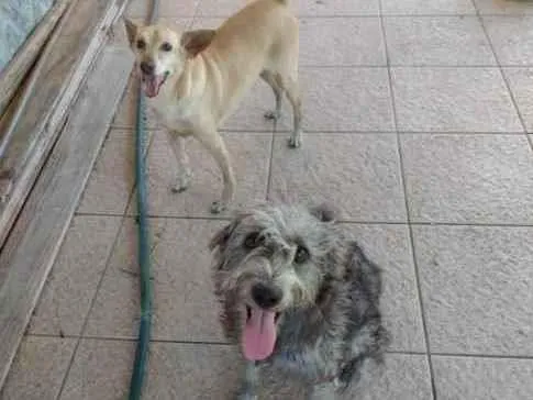 Cachorro ra a Mestiços idade 1 ano nome Bugu e Clarice