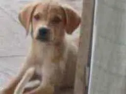 Cachorro raça não sei idade 2 a 6 meses nome bob