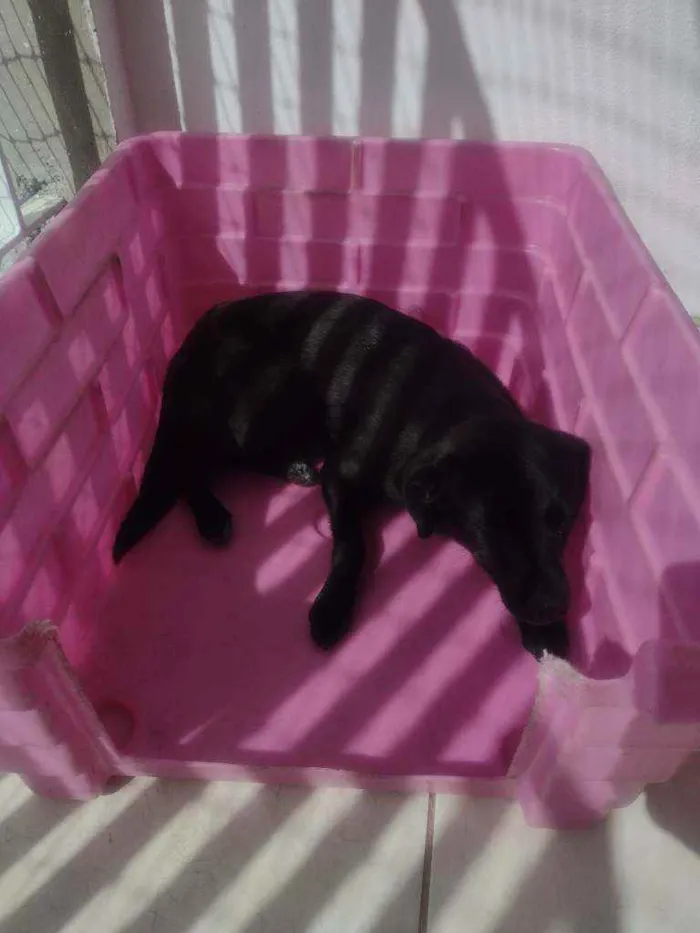 Cachorro ra a Vira lata idade 1 ano nome Kiara