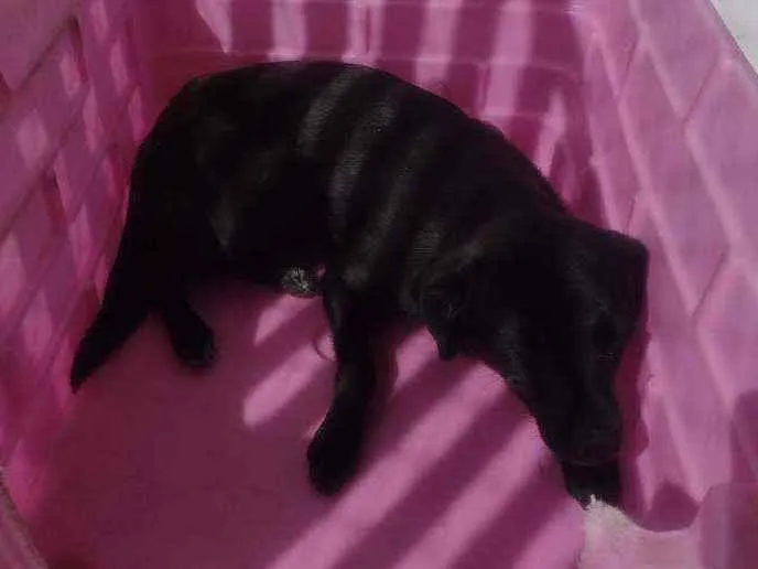 Cachorro ra a Vira lata idade 1 ano nome Kiara