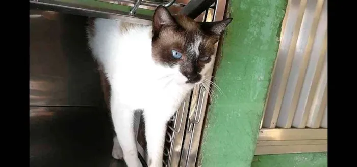 Gato ra a Sem raça definida idade 2 anos nome George