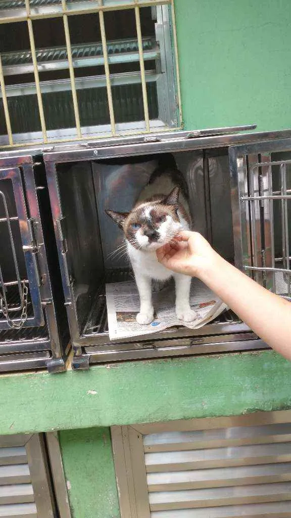 Gato ra a Sem raça definida idade 2 anos nome George