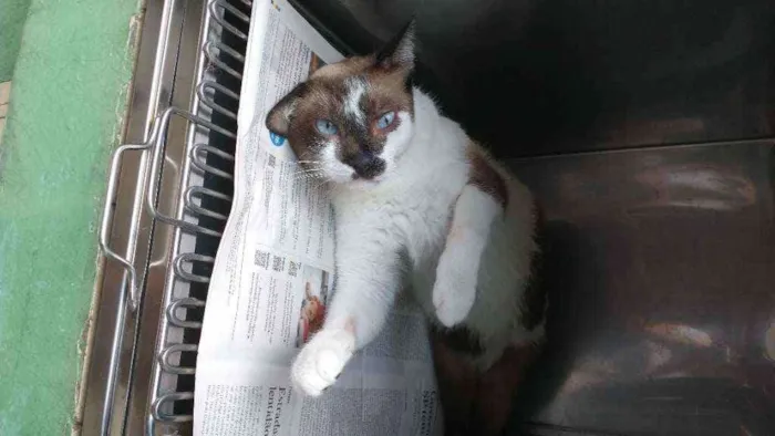 Gato ra a Sem raça definida idade 2 anos nome George