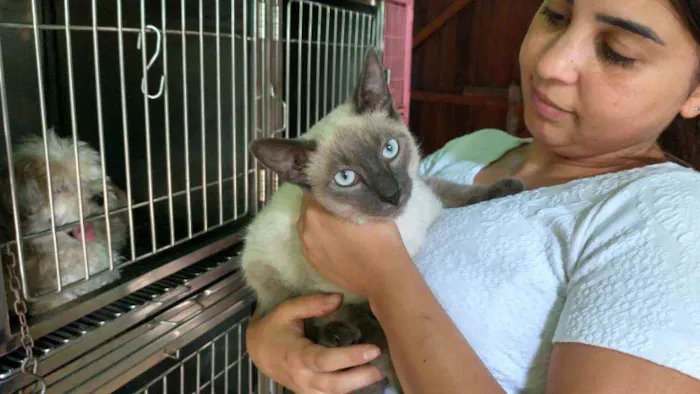 Gato ra a Siamês idade 2 a 6 meses nome Marc