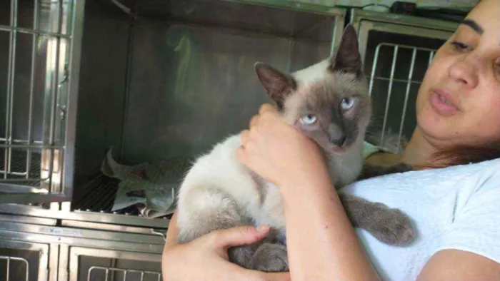 Gato ra a Siamês idade 2 a 6 meses nome Marc