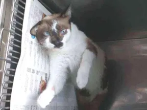 Gato raça Sem raça definida idade 2 anos nome George