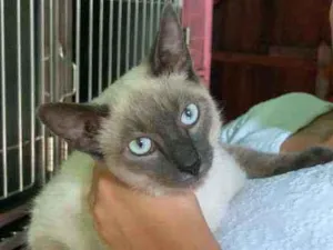Gato raça Siamês idade 2 a 6 meses nome Marc