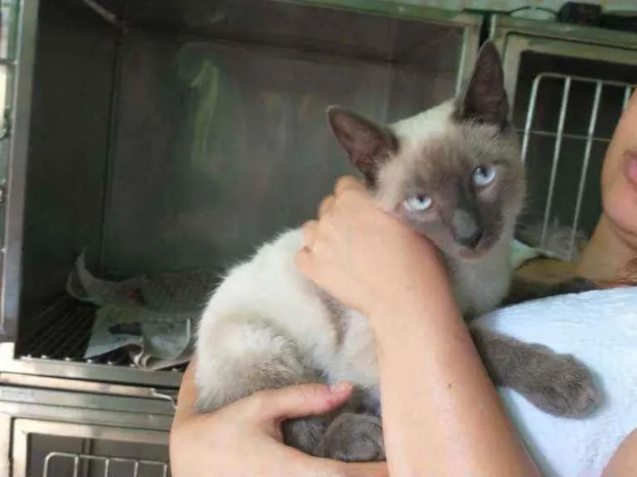 Gato ra a Siamês idade 2 a 6 meses nome Marc