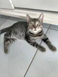 Norinho