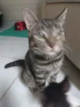 Norinho
